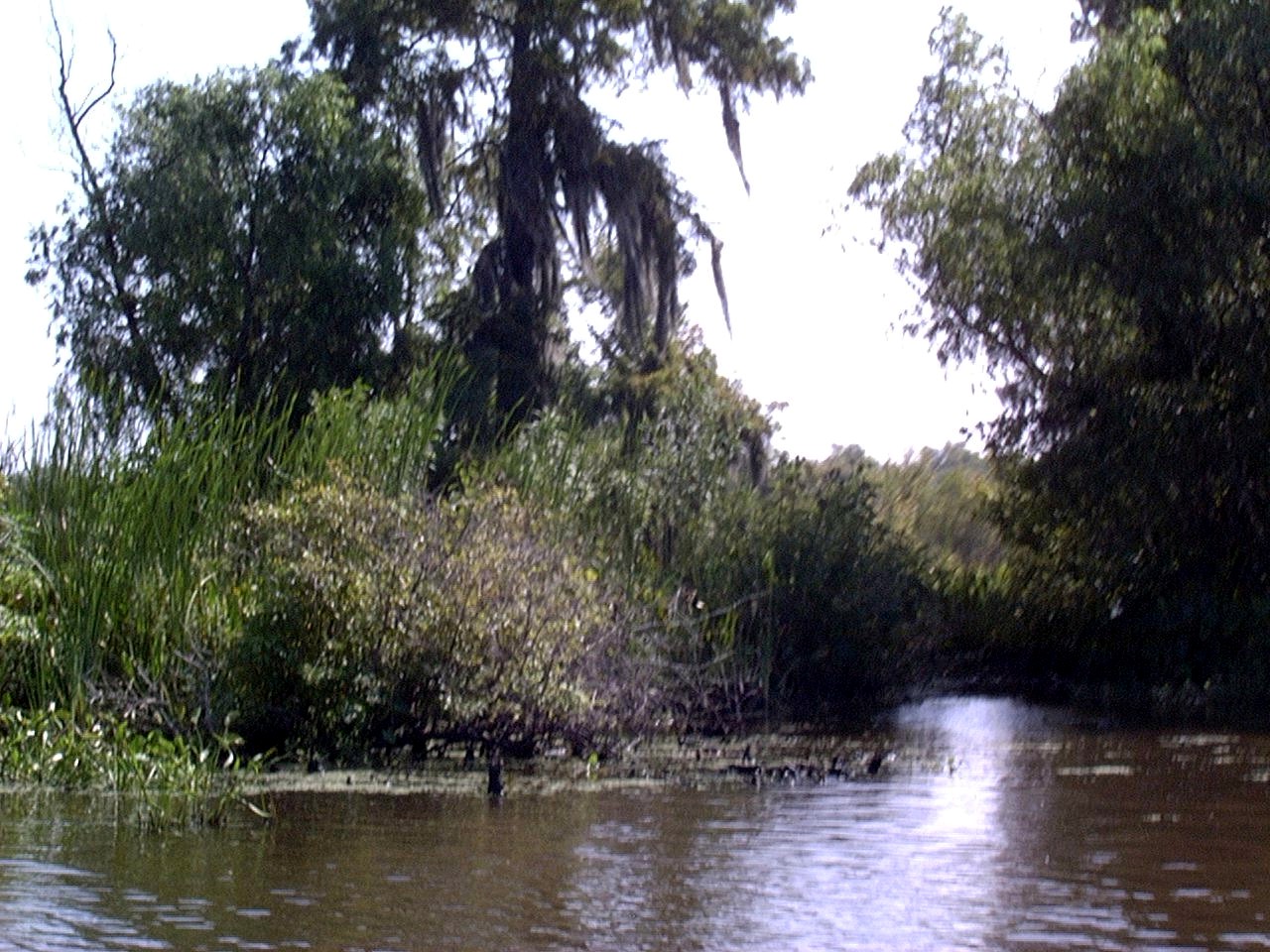 ../Images/8-2-02 Cypress Swamp Tour 20.jpg